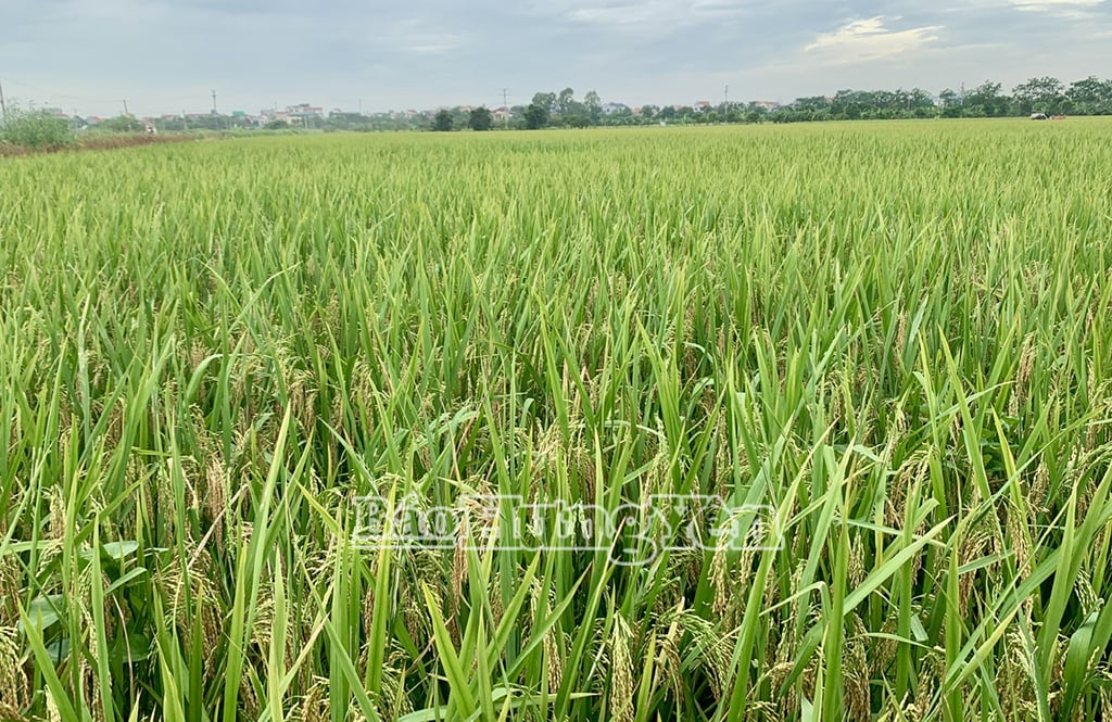 Cánh đồng rộng lớn được vợ chồng bà Xoa cấy 1 giống nên năng suất, chất lượng cao