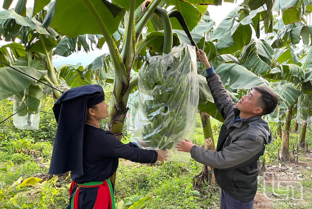Trồng chuối tiêu hồng là một trong những mô hình cho thu nhập ổn định ở thị trấn Quân Chu những năm gần đây.
