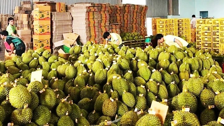 ដើម្បី​រក្សា​ទុរេន​វៀតណាម​ឲ្យ​រឹងមាំ​បាន​យូរអង្វែង
