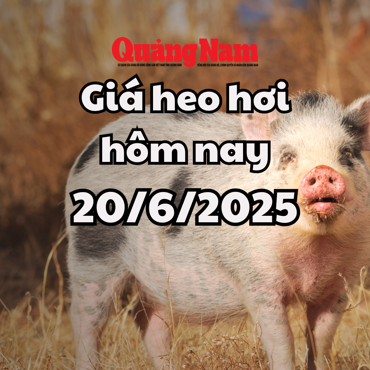 Giá heo hơi hôm nay 20 6 2025 ghi nhận sự giảm nhẹ tại miền Trung và miền Nam, sau giai đoạn ổn định trước đó.