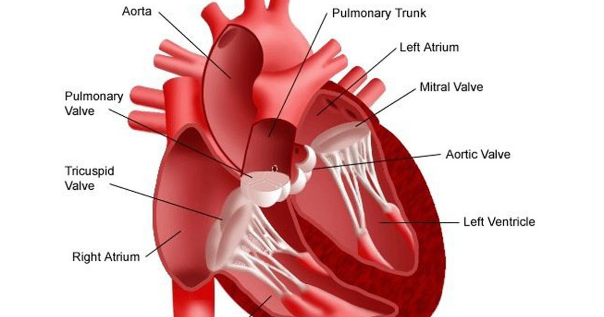 Gặp 8 dấu hiệu bệnh van tim nặng này, hãy đi khám ngay