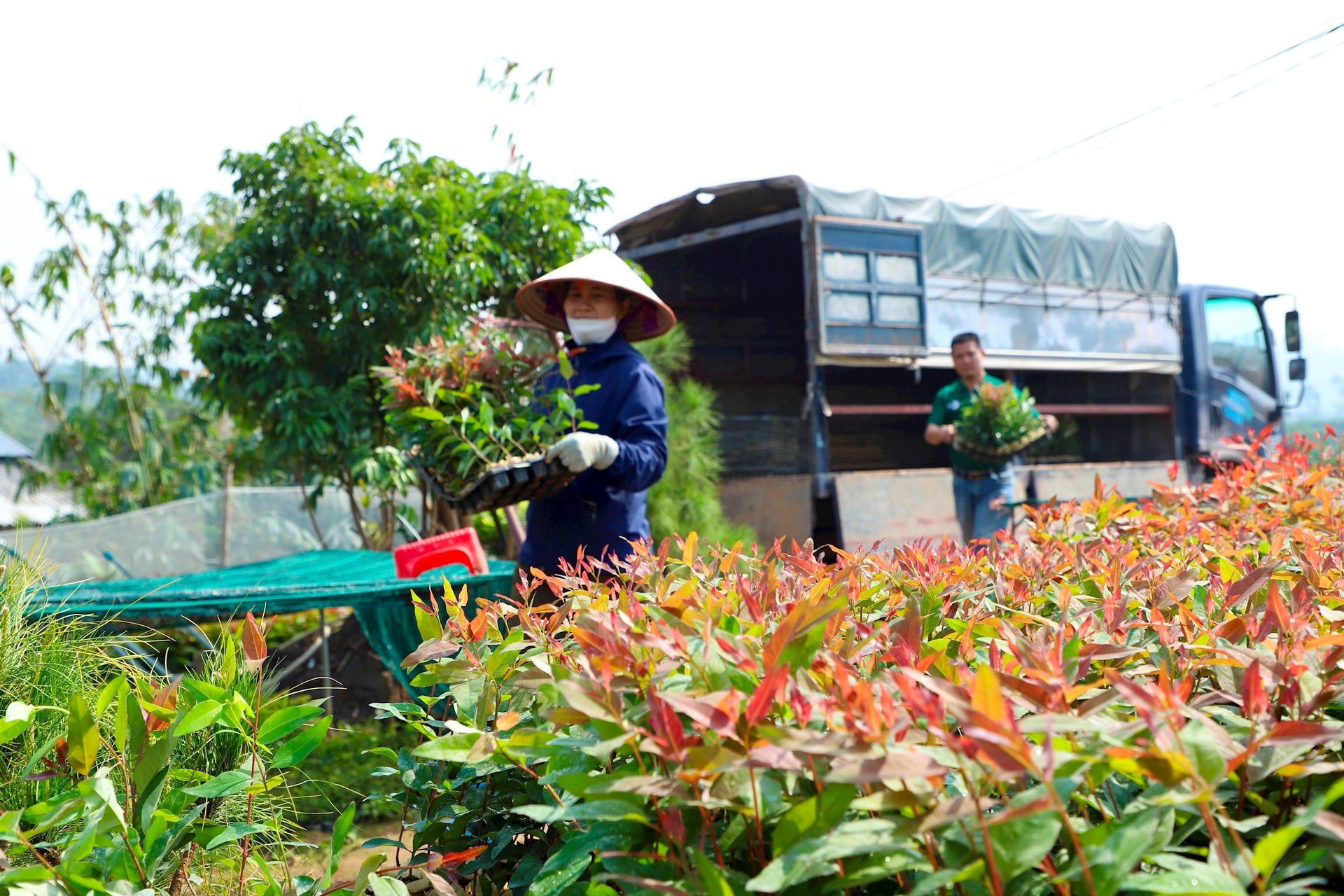 Hải Dương có 50 tổ chức, cá nhân buôn bán giống cây trồng đã cung cấp thông tin với Sở Nông nghiệp và Môi trường