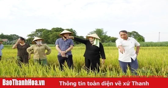 สนับสนุนเงินกว่า 105 ล้านดอง แก่ครัวเรือนที่ได้รับผลกระทบจากข้าวไม่ขึ้นเมล็ด