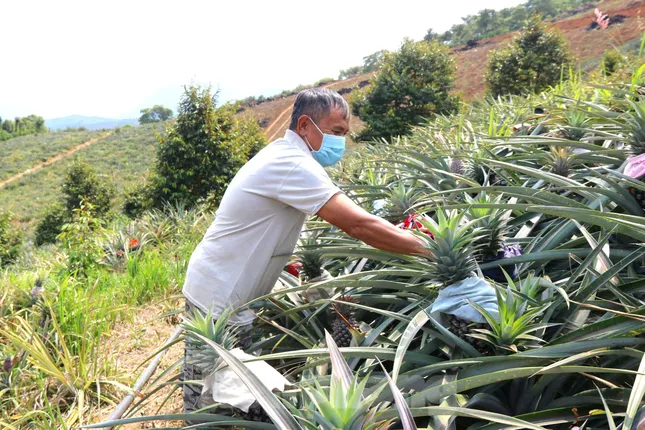 Người dân cùng liên kết giúp nông dân thoát nghèo, phát triển kinh tế ảnh 2
