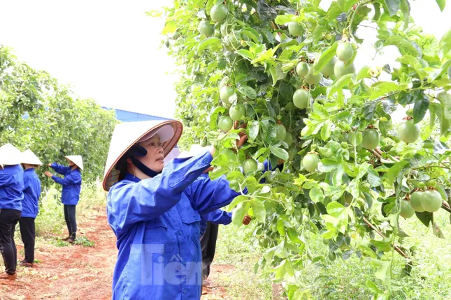 Người dân cùng liên kết giúp nông dân thoát nghèo, phát triển kinh tế ảnh 4