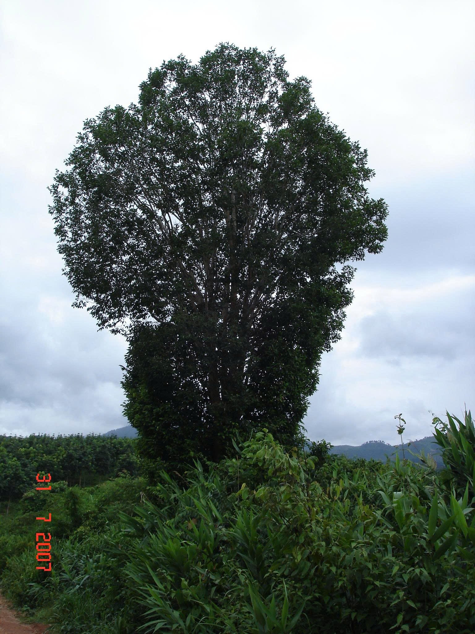 សុំដើម K'nia - រូបថត ១.