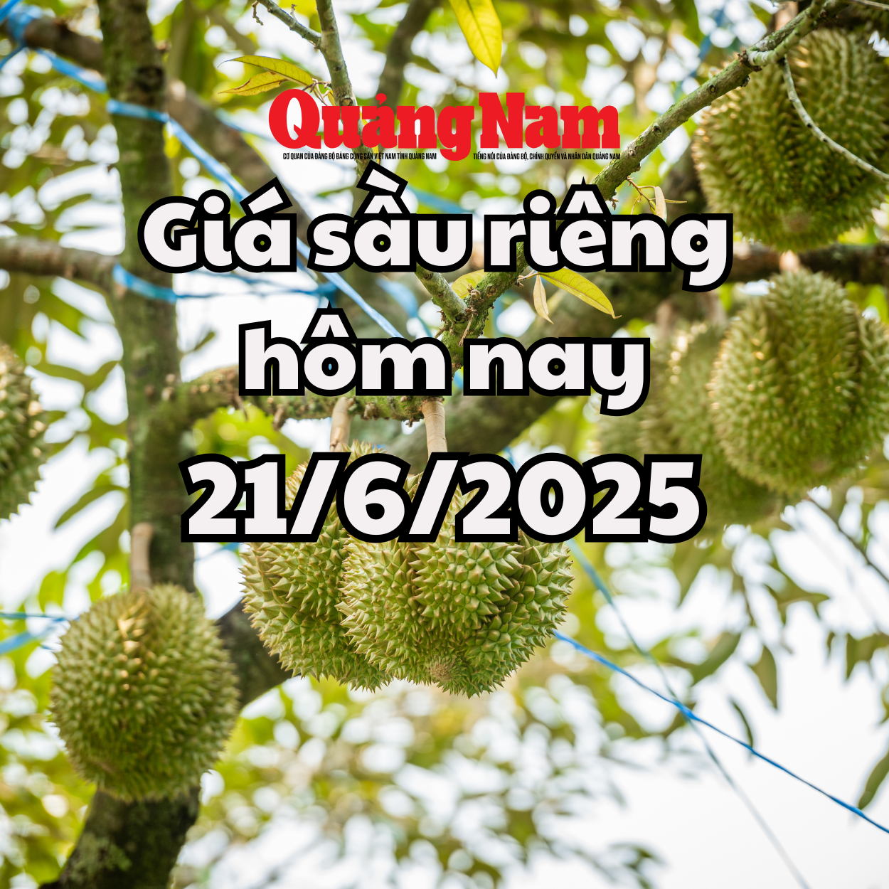 Giá sầu riêng hôm nay 21 6 2025 Musang King có thêm đợt tăng mới