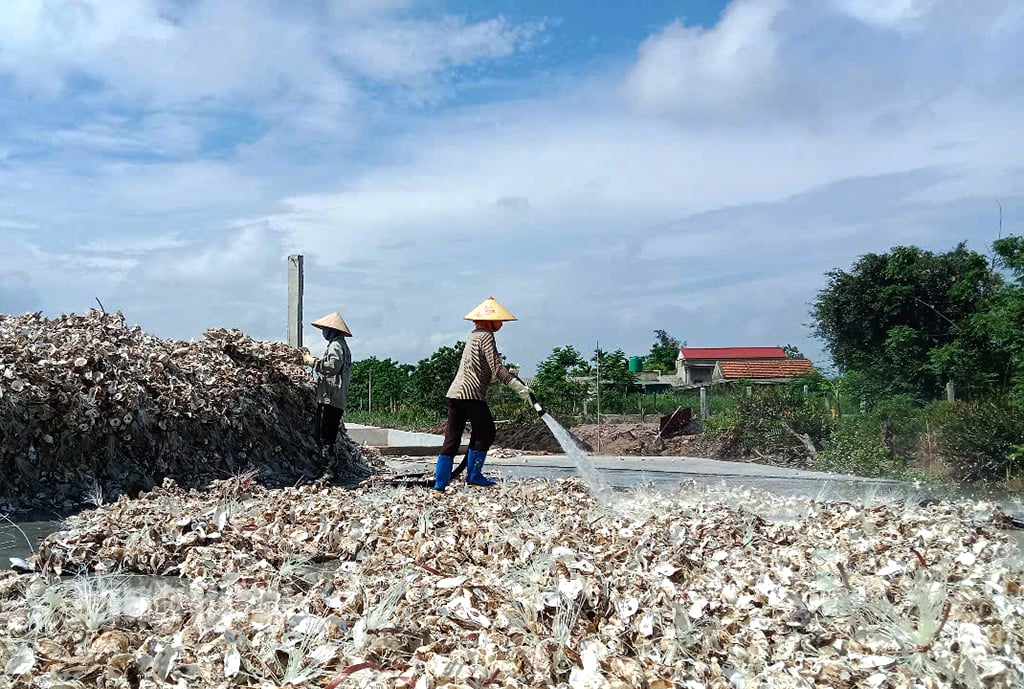 Sản xuất giống ngao, hàu đang là con nuôi mang lại giá trị kinh tế cao cho người dân Kim Trung.