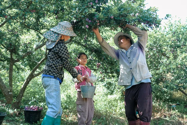 Des soldats guident les gens vers la culture de fruits sur des terres en pente pour échapper à la pauvreté. Photo 1