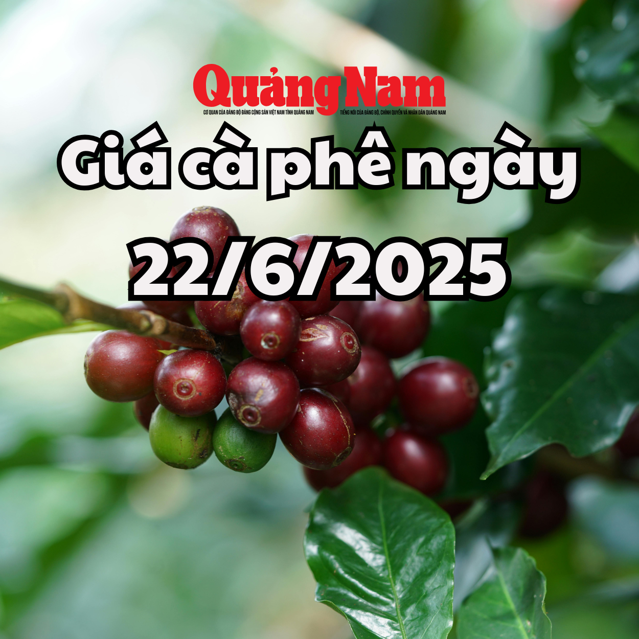 Tin tức, dự báo giá cà phê ngày mai 22 6 2025 chững giá đợi phục hồi
