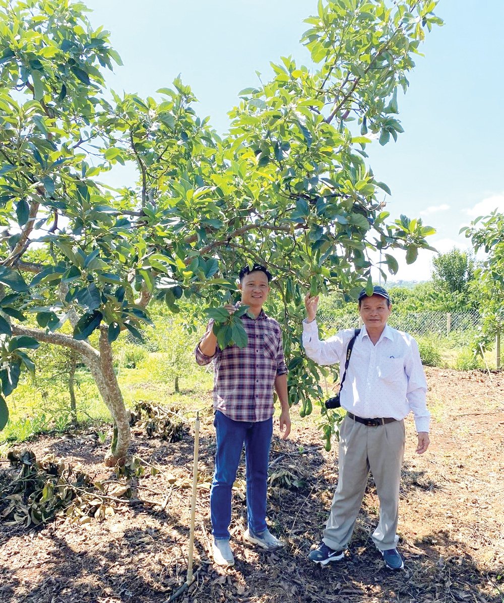 Tác giả (bên phải) với nhà khoa học của nhà nông Bùi Ngọc Châu 
trong trang trại đa dạng cây trồng ở xã Tân Hà, huyện Lâm Hà
