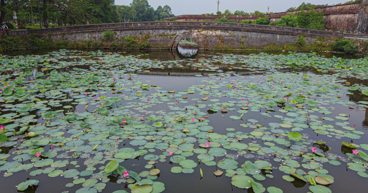 ផ្កាឈូករីកពេញទី ធ្វើឱ្យក្រុង Hue Citadel ស្រស់ស្អាត