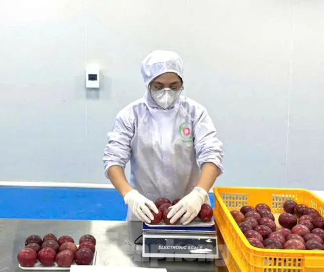 Người dân cùng liên kết giúp nông dân thoát nghèo, phát triển kinh tế ảnh 5
