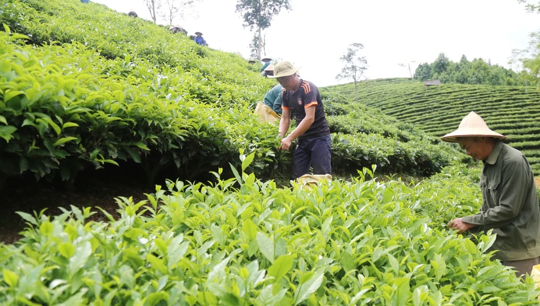 Muong Khuong: Fresh tea bud output reaches over 25.7 thousand tons