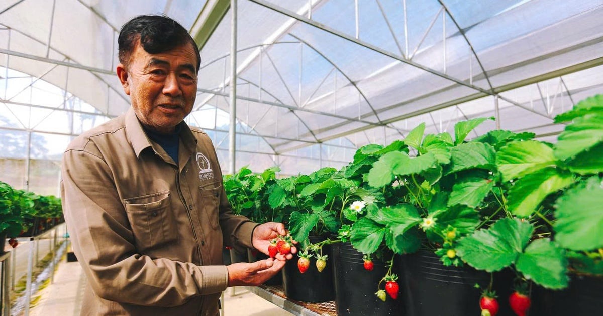 Langfarm - ដំណើរពីឯកទេស Da Lat ទៅកាន់បទពិសោធន៍អត្តសញ្ញាណវៀតណាម