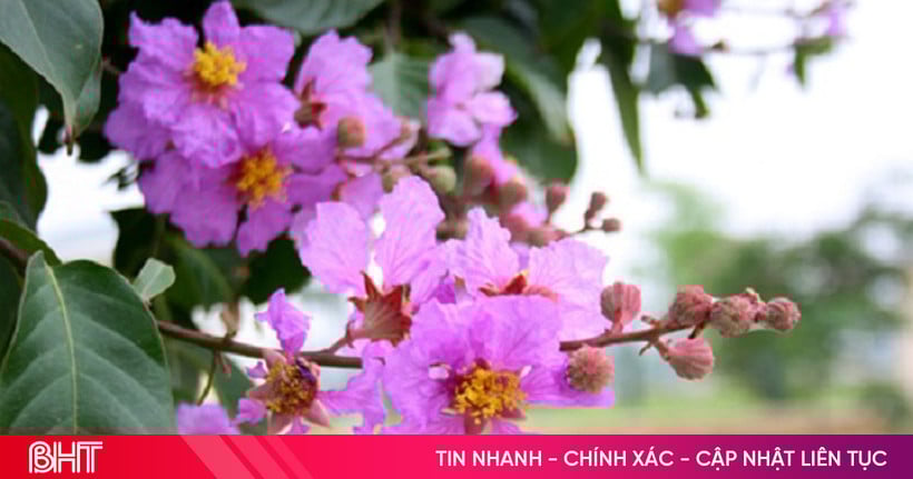 ការជួបជុំគ្នាក្នុងថ្នាក់៖ ពណ៌ស្វាយគឺសម្រាប់សុបិន!