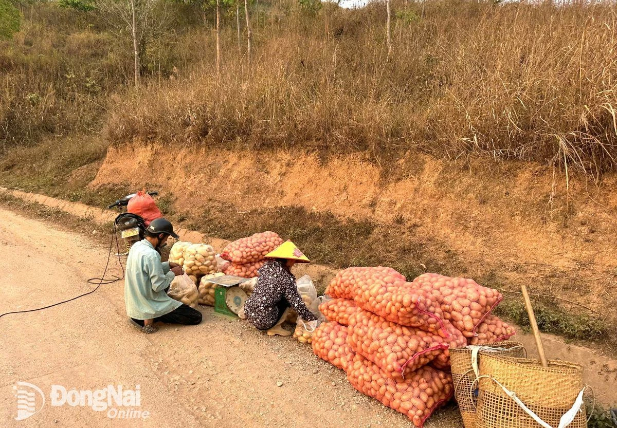 Cosecha de productos agrícolas y venta a comerciantes en el distrito de Nam Po.