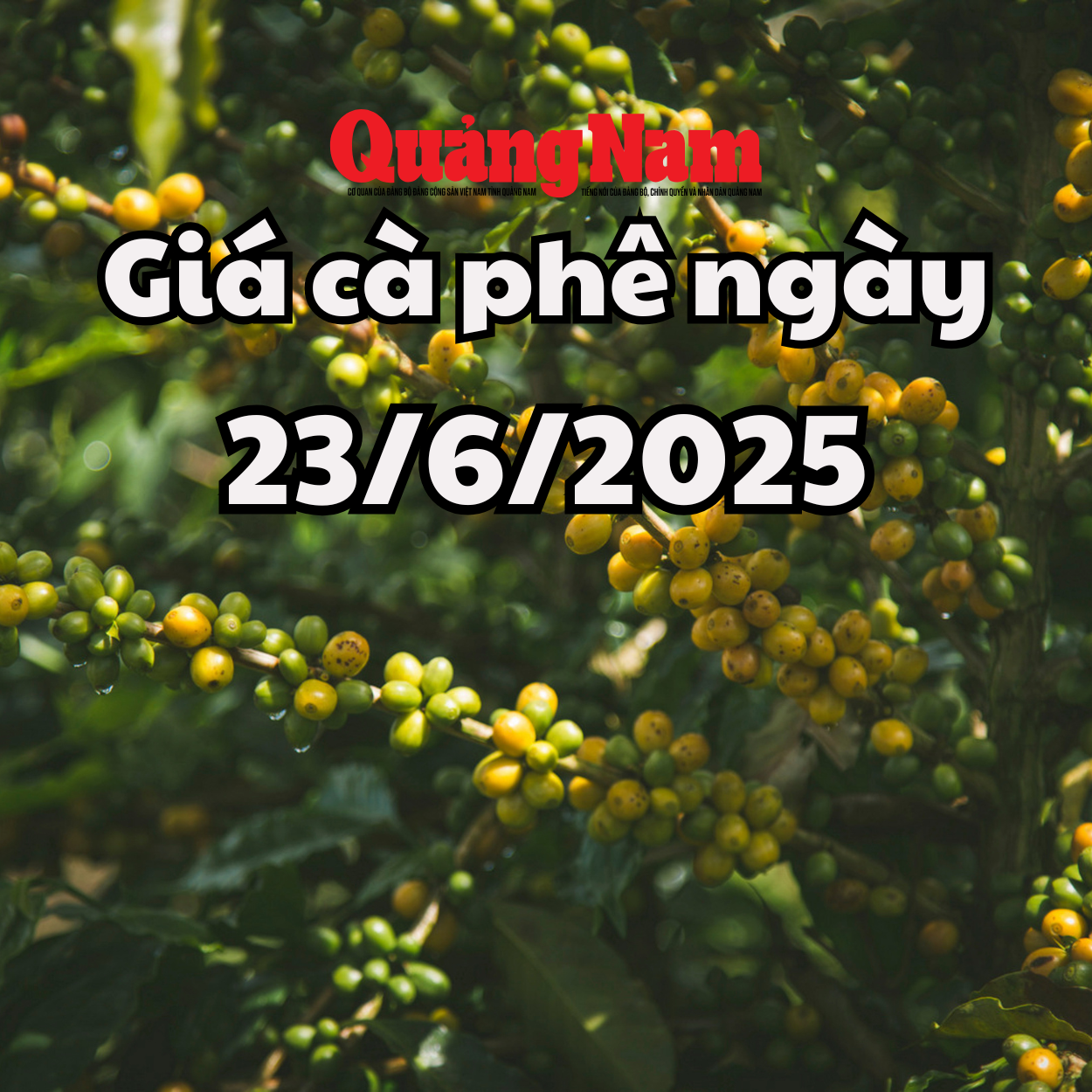 Noticias, pronóstico de precios del café mañana 23/06/2025 esperando señales de mejora