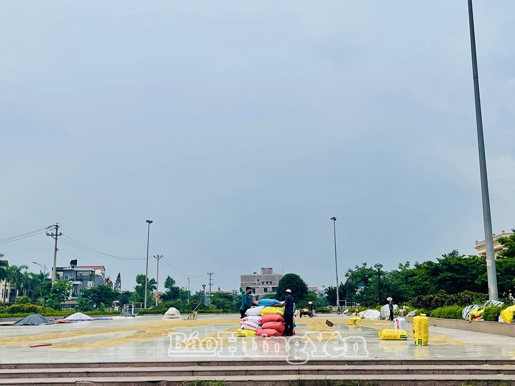 ชาวนาในอำเภอเวือง (เตียนลู่) เร่งรุดไปซื้อข้าว