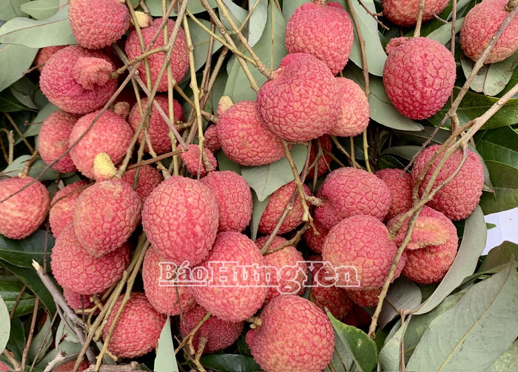 Hung Yen egg litchi ត្រូវ​បាន​ជ្រើសរើស​ឱ្យ​នាំ​ឡើង​លើ​យន្តហោះ​ជាមួយ​នឹង​ស្តង់ដារ OCOP លំដាប់​ផ្កាយ 4 ។