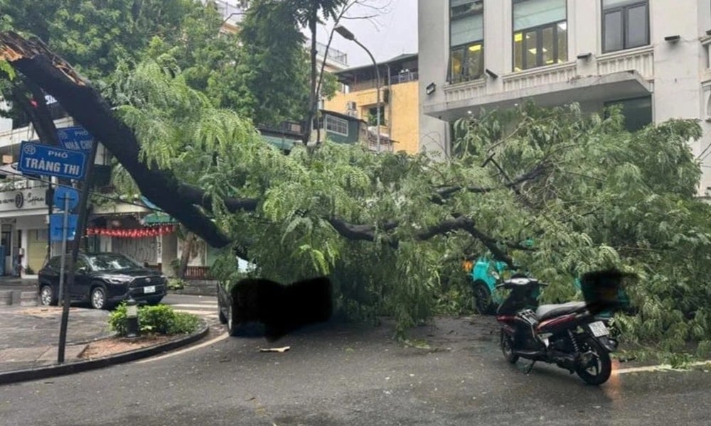 Cây phượng trên phố Tràng Thi (quận Hoàn Kiếm) đè trúng 3 ô tô.