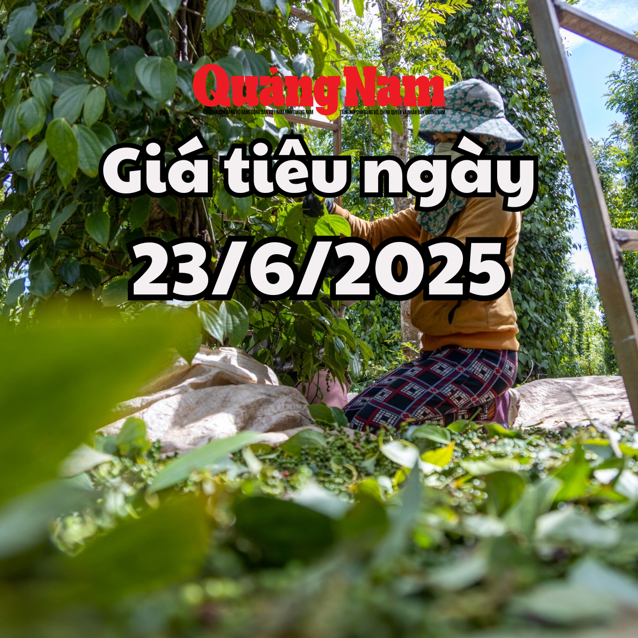 Tin tức, dự báo giá tiêu ngày mai 23 6 2025 tin tức lạc quan tới