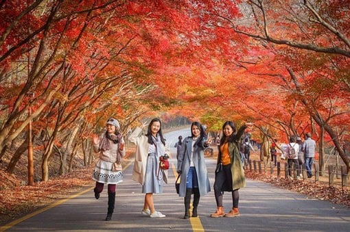 Mùa lá đỏ ở Hàn Quốc. (Ảnh: KTO)