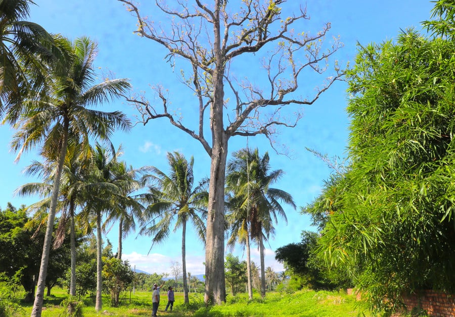 cay-ke-roc-truong-gan-an-khe-truong-thuoc-khu-di-tich-tay-son-thuong-dao-sung-sung-cao-chot-vot-anh-ngoc-minh.jpg