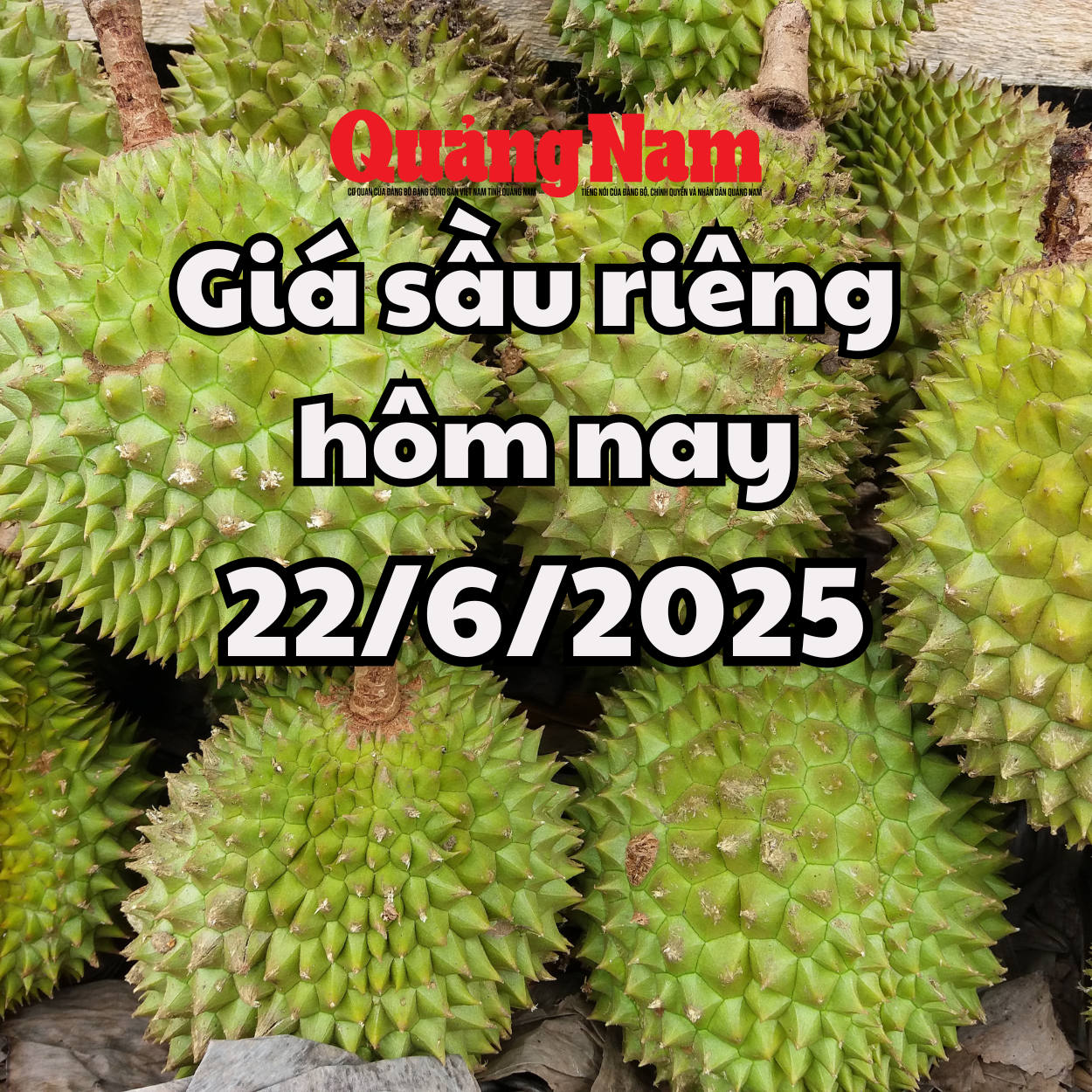 Giá sầu riêng hôm nay 22 6 2025 Đắk Lắk gặp khó khăn ở mùa thu hoạch