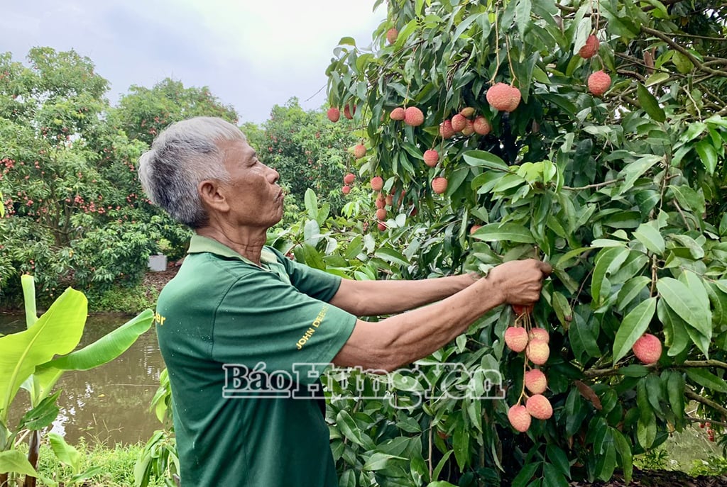 ការពិតដែលថា lychee - ឯកទេសក្នុងស្រុក - ត្រូវបានរួមបញ្ចូលនៅក្នុងម៉ឺនុយនៃក្រុមហ៊ុនអាកាសចរណ៍ជាតិមិនត្រឹមតែជាប្រភពនៃមោទនភាពប៉ុណ្ណោះទេថែមទាំងនាំមកនូវសេចក្តីរីករាយដល់កសិករនៅពេលដែលការងាររបស់ពួកគេត្រូវបានទទួលស្គាល់និងហោះហើរឆ្ងាយជាមួយនឹងការធ្វើដំណើរនៅលើមេឃ។ លោក Mai Van Quyet នាយកសហករណ៍កសិកម្ម Quyet Tien ឃុំ Phan Sao Nam (Phu Cu) បានសំដែងថា នេះជាការទទួលស្គាល់ការខិតខំប្រឹងប្រែង និងការខិតខំប្រឹងប្រែងរបស់សមាជិកសហករណ៍ក៏ដូចជាកសិករ Hung Yen ក្នុងការថែទាំ អភិរក្ស និងលើកកម្ពស់។