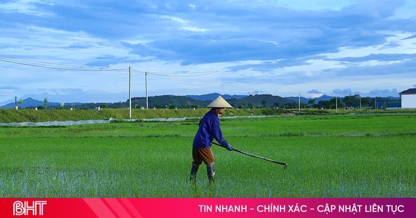 នៅពេលដែលដើមស្រូវមានពណ៌បៃតង