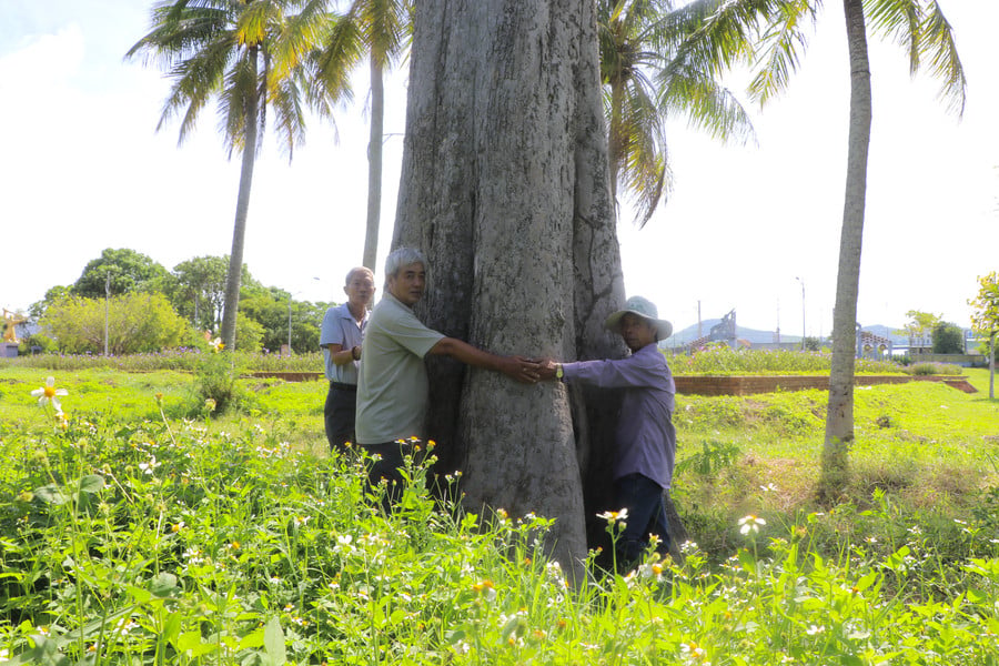Pokok teh Rộc Trường mempunyai diameter batang yang begitu besar sehingga memerlukan lima orang untuk mengelilinginya. Foto: Ngọc Minh
