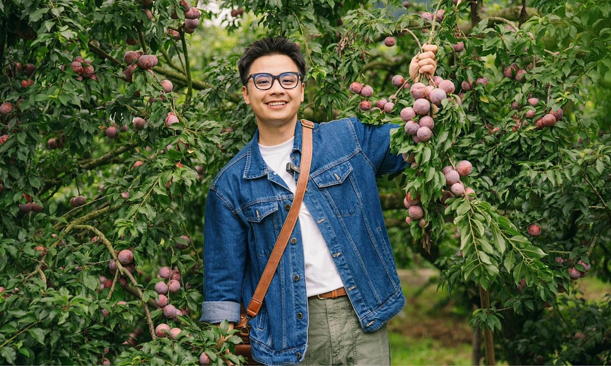 Hái mận ở Mộc Châu