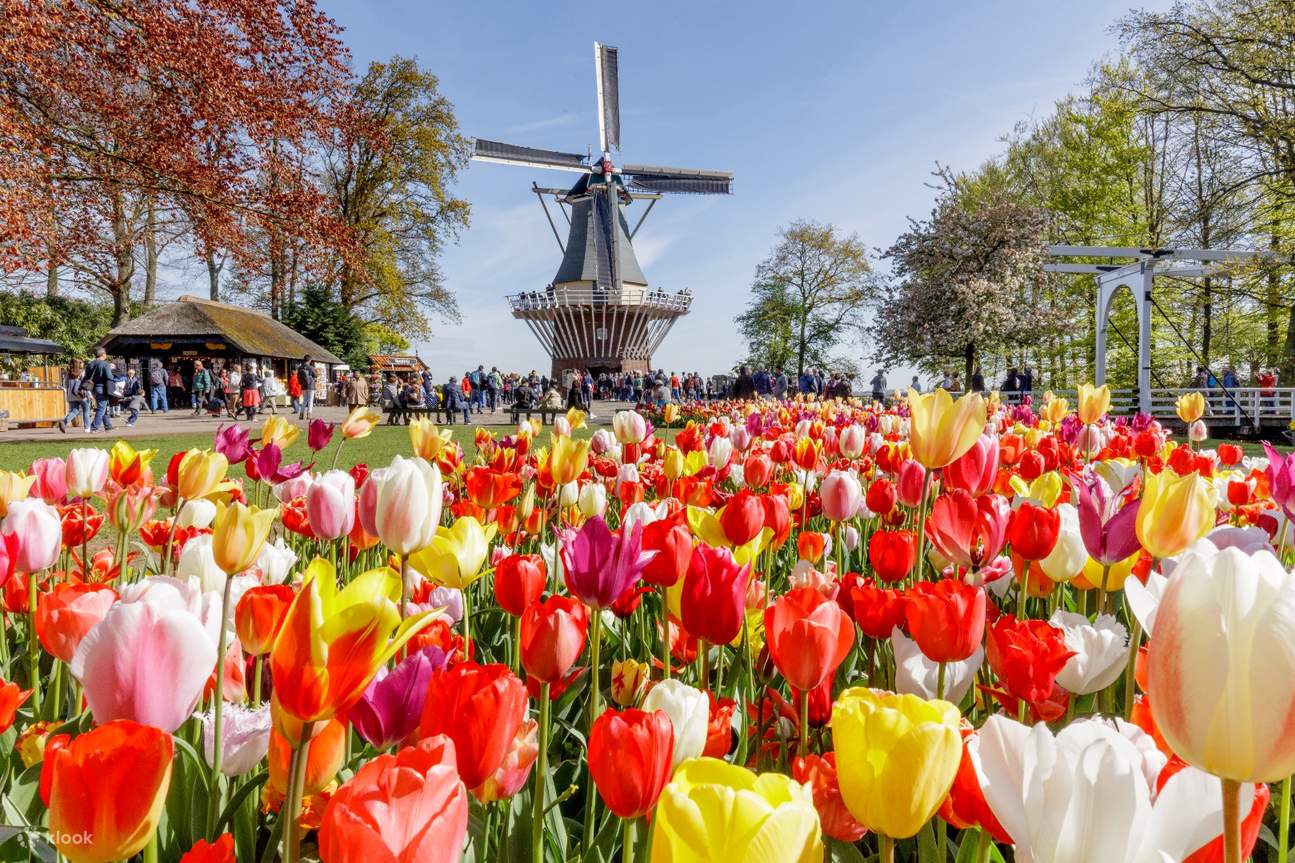 Lễ hội hoa Tulip Keukenhof – Thiên đường rực rỡ giữa lòng Hà Lan