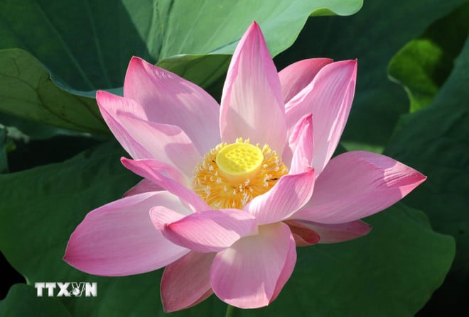 ttxvn-hoa-sen-ninh-binh-3.jpg