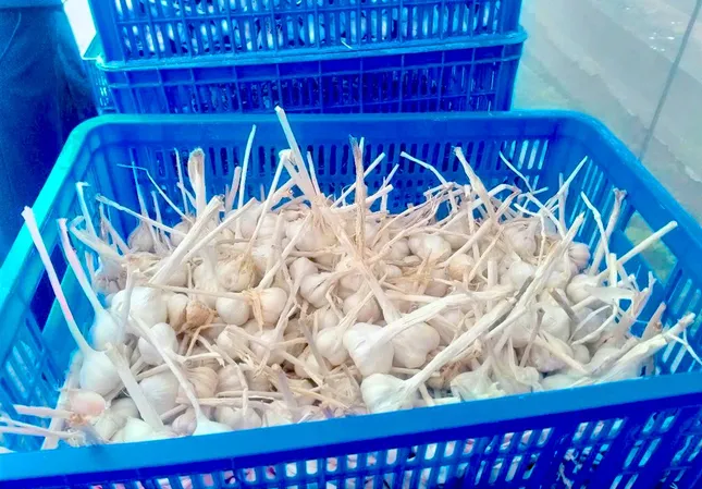 Hướng thoát nghèo cho đồng bào dân tộc thiểu số từ cây tỏi Nhật Bản ảnh 3