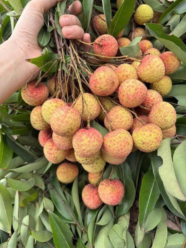 Quả vải chín rộ giá bán ‘rẻ như cho’, chị em mách nhau cách làm món ngon giải nhiệt lạ miệng ngày hè- Ảnh 2.