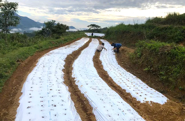 Hướng thoát nghèo cho đồng bào dân tộc thiểu số từ cây tỏi Nhật Bản ảnh 1