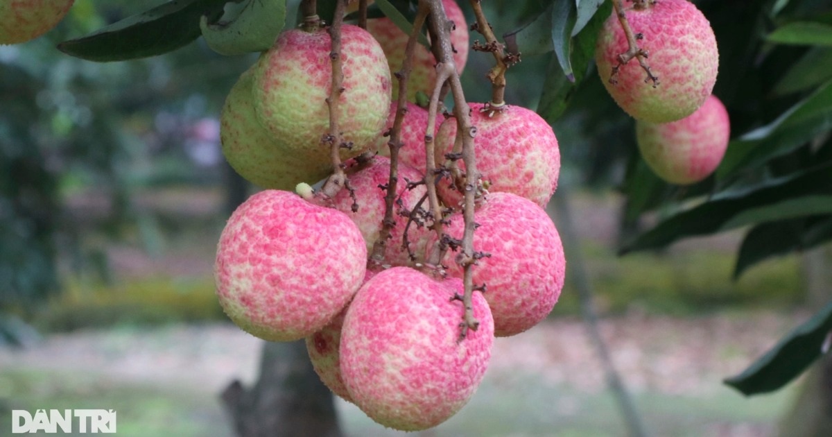 តើ​គួរ​ញ៉ាំ​ផ្លែ​ល្ហុង​ប៉ុន្មាន​ក្នុង​មួយ​ថ្ងៃ?
