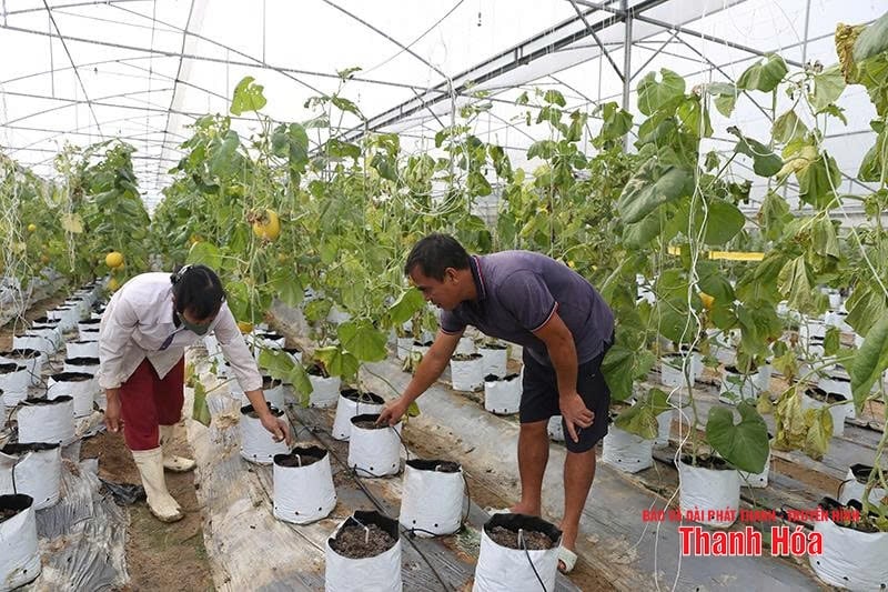 Bảo vệ cây trồng trong mùa nắng nóng