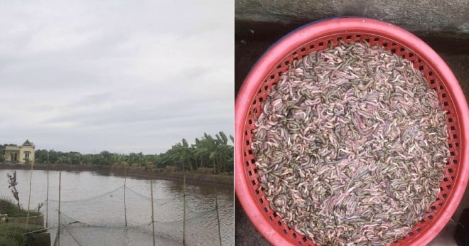 Chủ đầm giăng lưới bắt con nhiều người sợ nhưng là đặc sản đắt tiền, ăn ngon