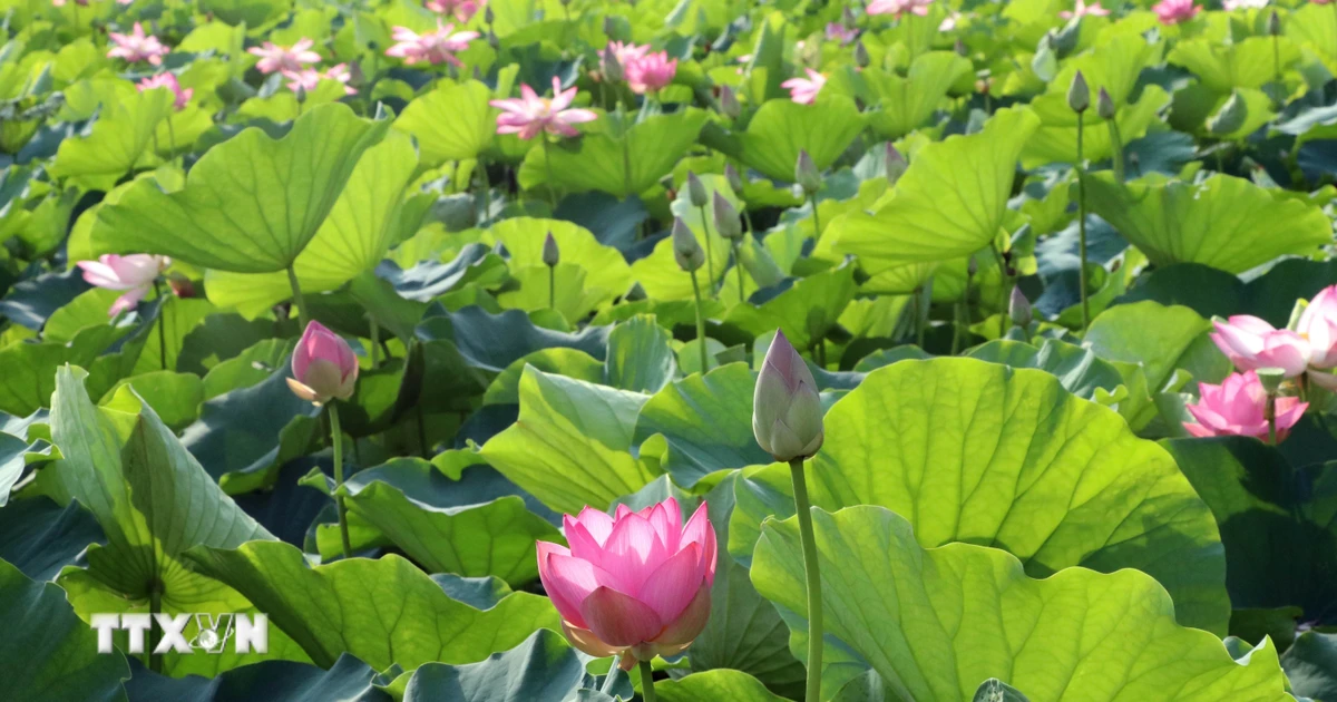 Hương sen đất Cố đô Hoa Lư - sức sống mới cho du lịch nông nghiệp Ninh Bình