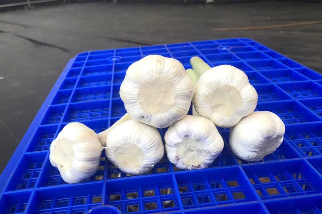 Hướng thoát nghèo cho đồng bào dân tộc thiểu số từ cây tỏi Nhật Bản ảnh 2