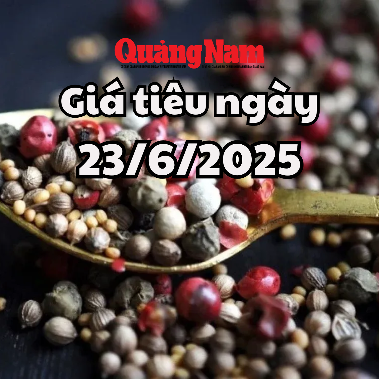 Giá tiêu hôm nay 23 6 2025 mức giá 125.000 đồng kg vẫn là cao nhất