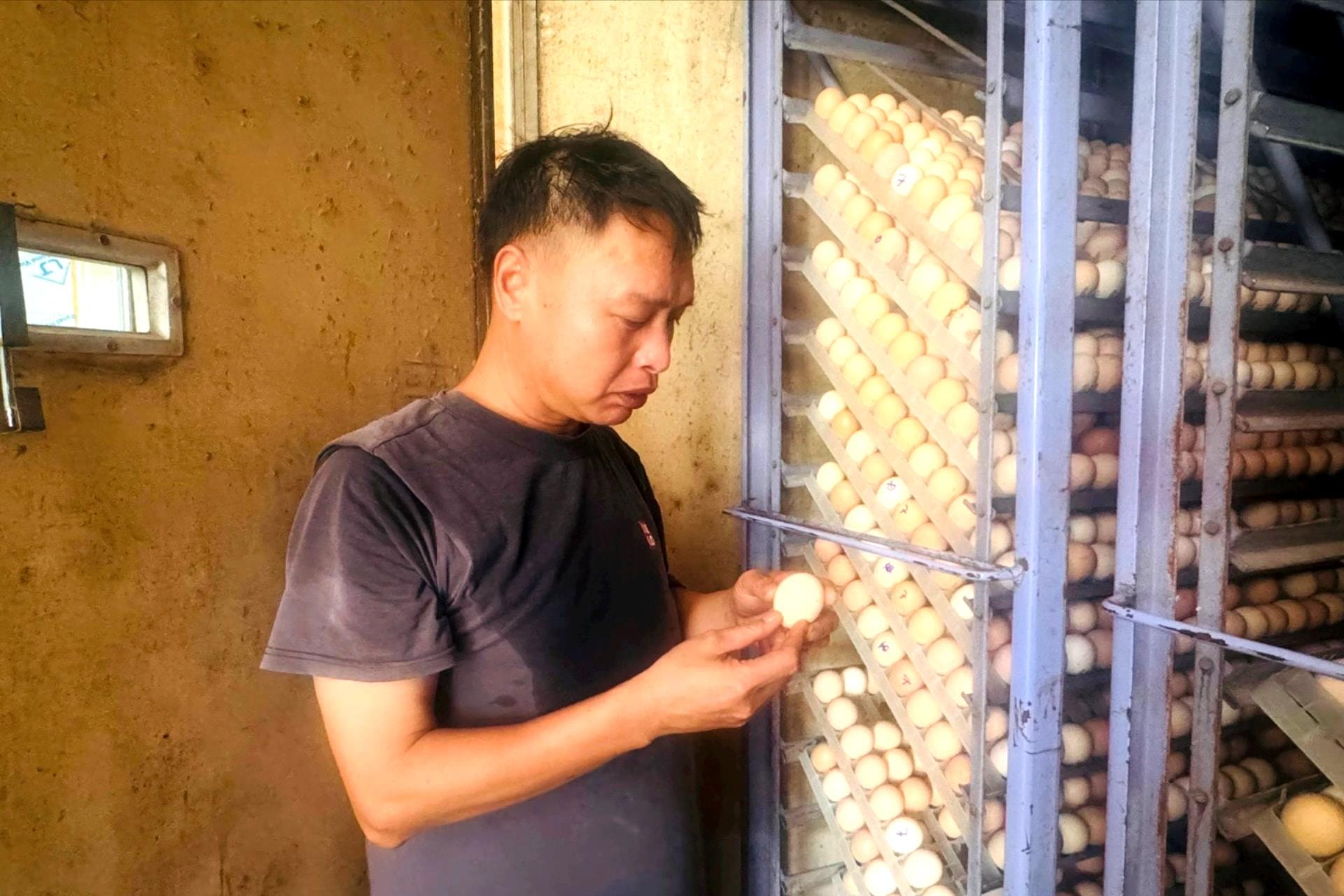 Bỏ chức giám đốc nhà máy, về quê làm trang trại nuôi gà