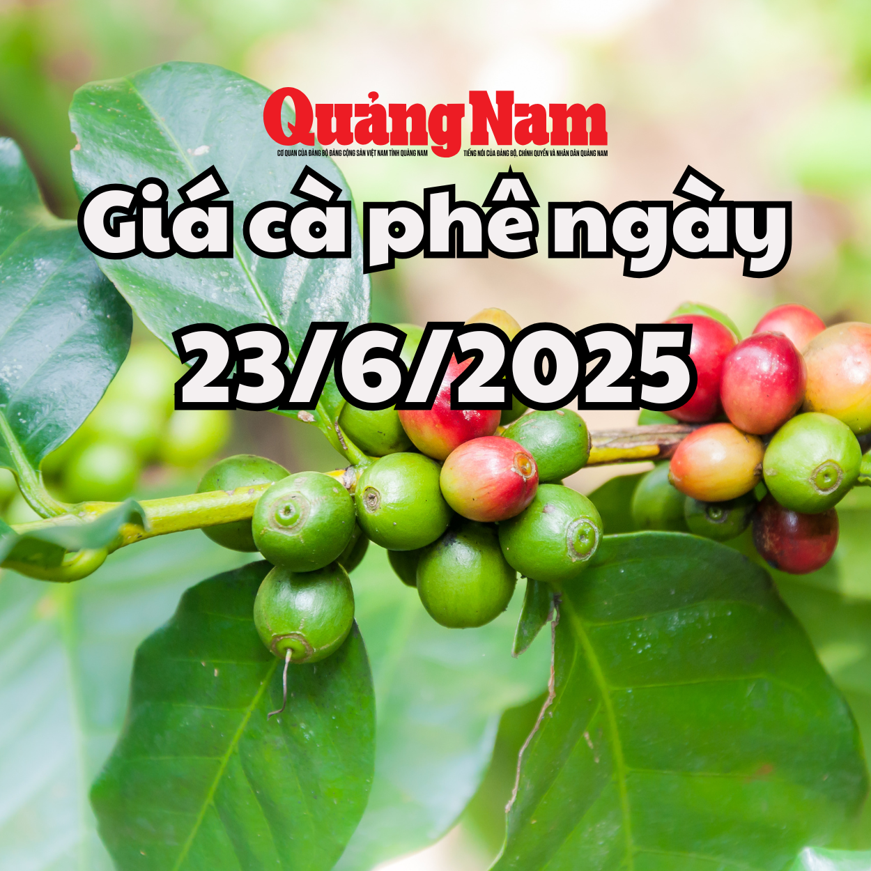 Giá cà phê hôm nay 23 6 2025 3 khu vực cùng giữ đỉnh 96.000 đồng kg