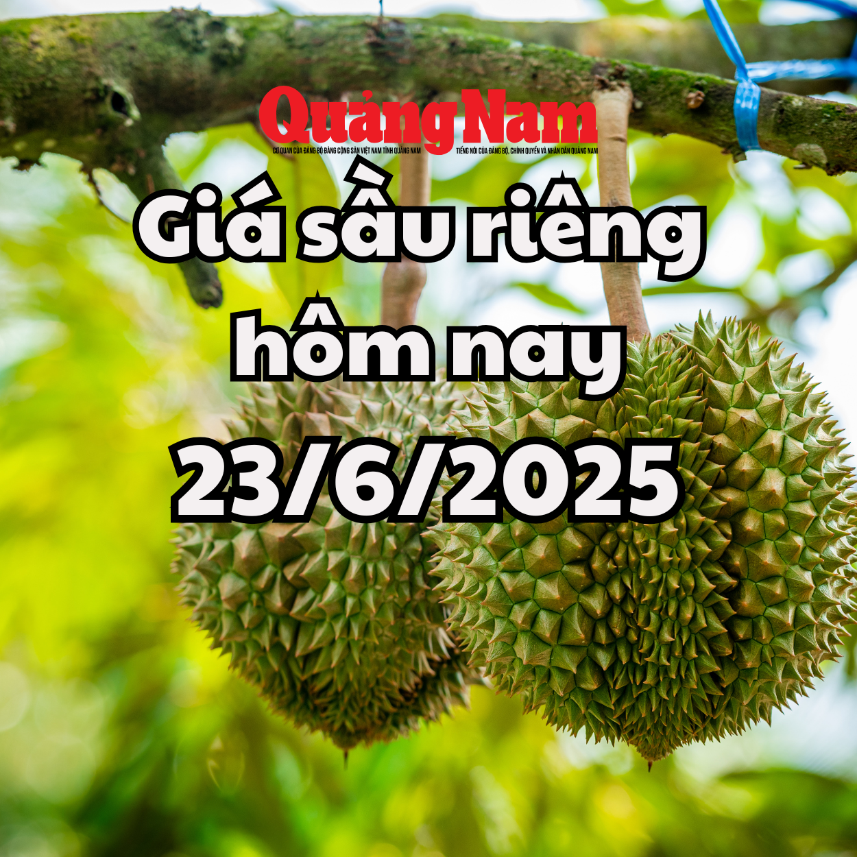 Giá sầu riêng hôm nay 23 6 2025 Giảm đồng loạt trên toàn khu vực