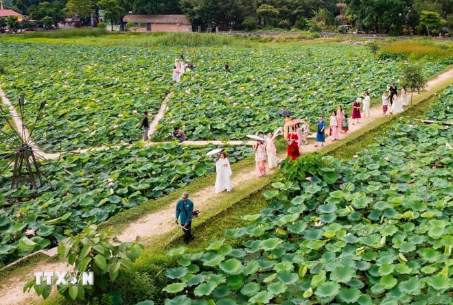 ttxvn-hoa-sen-ninh-binh-4.jpg