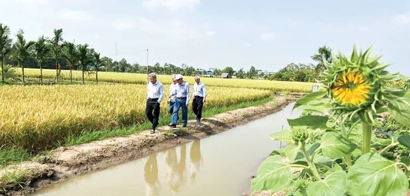 Cơm gạo thắt lại những mối dây