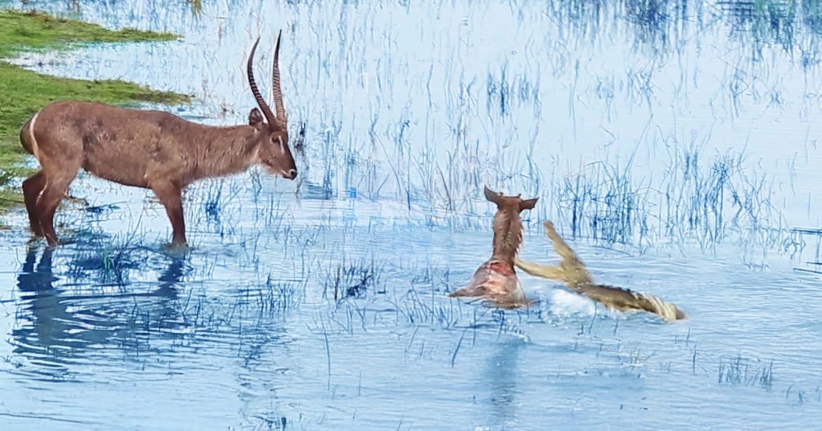 Antelope រុញកូនគោចូលទៅក្នុងថ្គាមរបស់ក្រពើយ៉ាងឃោរឃៅ